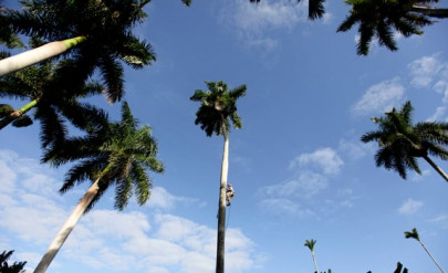 mexico to plant 18 million trees against pollution