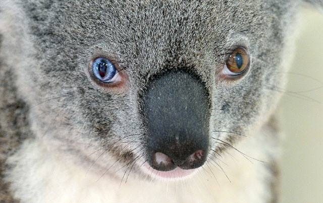 this undated handout photo received from australia zoo on july 12 2016 shows a koala named bowie with different coloured eyes at the zoo north of brisbane photo afp this undated handout photo received from australia zoo on july 12 2016 shows a koala named bowie with different coloured eyes at the zoo north of brisbane photo afp