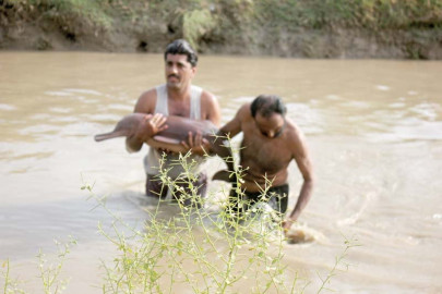baby dolphin rescued baby dolphin rescued