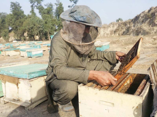 adnan ahmad inspects dying bees at his farm in the city photo express adnan ahmad inspects dying bees at his farm in the city photo express