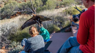 eagle attempts to snatch child in australia