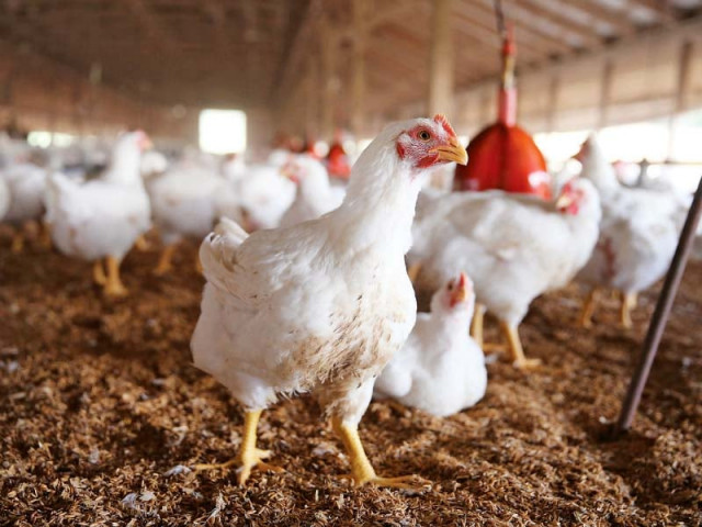 poultry sector has contributed very substantially in filling the protein gap photo afp