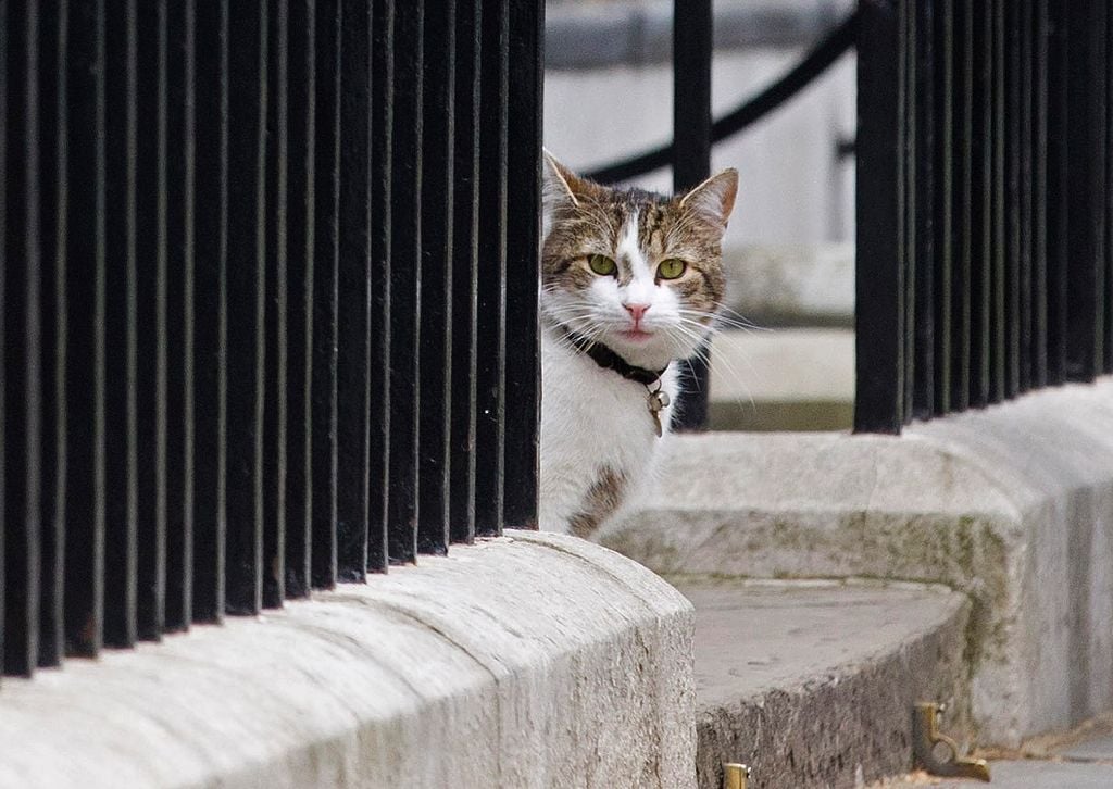 larry the cat has been stalking the corridors of power at 10 downing street since 2011 photo afp