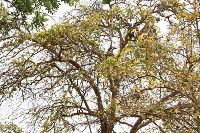 urban agriculture plant fruit trees to revive public parks urban agriculture plant fruit trees to revive public parks
