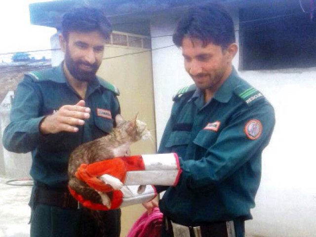 rescue 1122 officials saved the cat from a water tanker photo express rescue 1122 officials saved the cat from a water tanker photo express