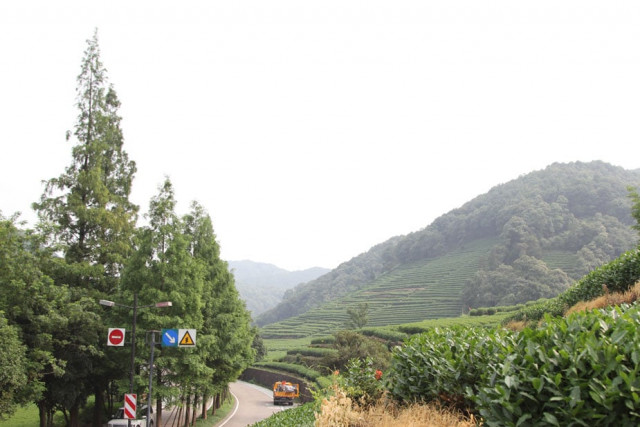 located in hangzhou in china s province of zhejiang the plantations spread for several miles on either side of the road photo ayesha saleem located in hangzhou in china s province of zhejiang the plantations spread for several miles on either side of the road photo ayesha saleem