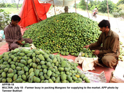 pakistani mango show attracts crowd in belarus