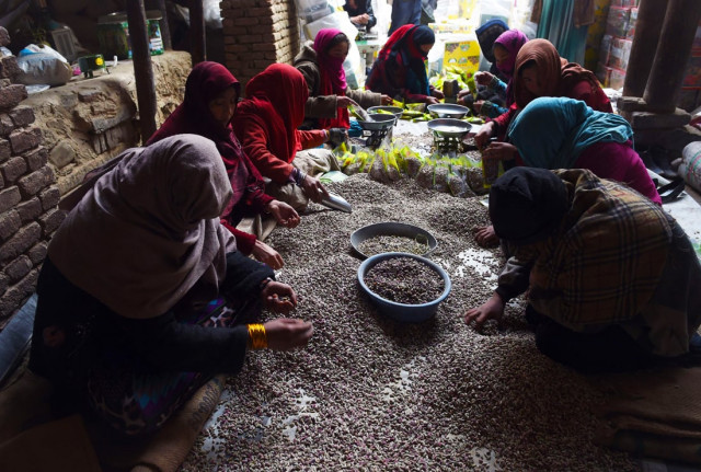 in this photograph taken on december 31 2014 afghan labourers prepare pistachio seeds at a dried fruit factory in kabul afghanistan takes pride in its world class pistachios photo afp in this photograph taken on december 31 2014 afghan labourers prepare pistachio seeds at a dried fruit factory in kabul afghanistan takes pride in its world class pistachios photo afp