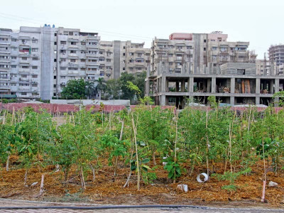 pakistan s first urban forest makes way in concrete jungle pakistan s first urban forest makes way in concrete jungle