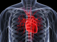 healthy pakistanis turn out to be walking heart risks healthy pakistanis turn out to be walking heart risks