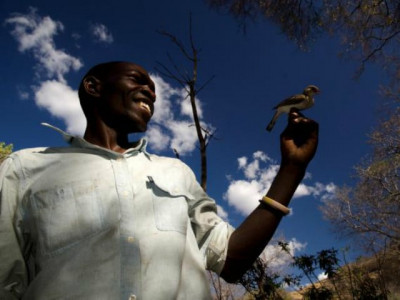 african honeyguide birds aid hunters in rare sweet partnership