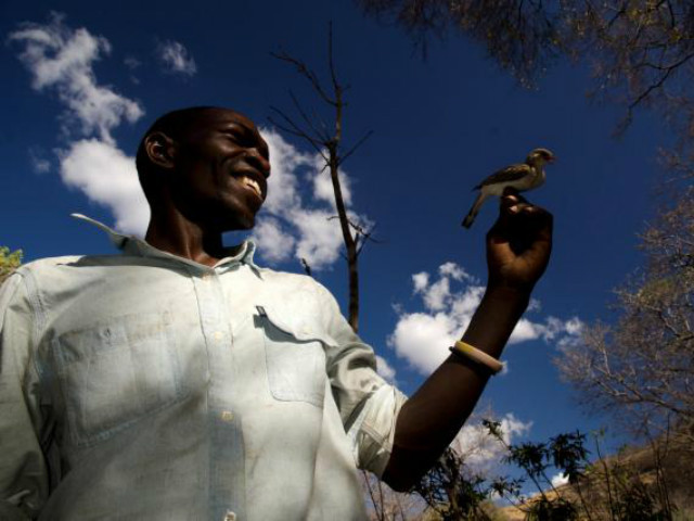 the lead author claire spottiswoode says it 039 s a two way communication photo reuters