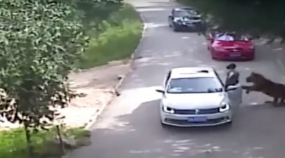 tiger mauls woman to death at china wildlife park