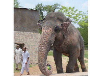 senate panel recommends shifting kaavan to foreign sanctuary senate panel recommends shifting kaavan to foreign sanctuary