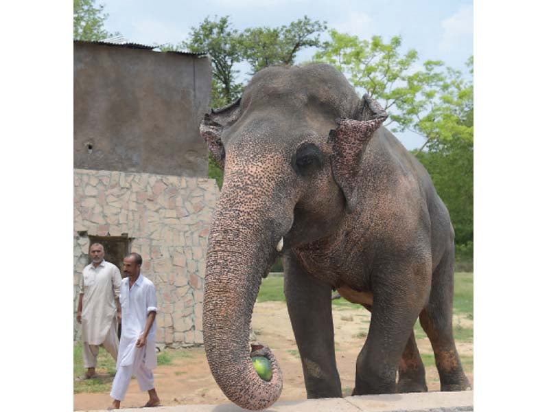 the senate standing committee on cabinet secretariat on monday discussed in detail the unending plight of the elephant kavaan and reached to a conclusion that he would be retired for rehabilitation photos afp