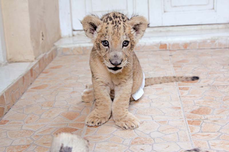 simba is only one and a half months old and is being raised entirely by hamza and hassan hussain they plan to move him to their farm in sukkur when he is older photos aysha saleem express