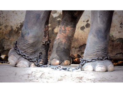 kaavan s ordeal set to end kaavan s ordeal set to end
