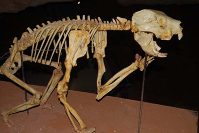 ancient australian flesh eating marsupial discovered ancient australian flesh eating marsupial discovered