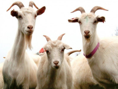 car riders steal goats tied outside house car riders steal goats tied outside house