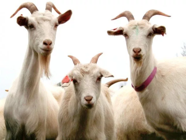 police said the boy a student of grade seven was accused of stealing the goat by members of an influential family in rakh sanjar photo file police said the boy a student of grade seven was accused of stealing the goat by members of an influential family in rakh sanjar photo file