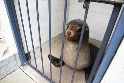 australian woman finds napping seal in cemetery toilet