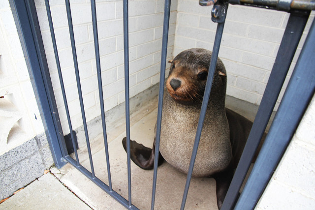 this undated handout photo released on july 27 2016 by the devonport city council shows quot sammy quot a 120 kilogramme 264 pound fur seal in a cage after he had been found napping in the toilets at a local cemetery in devonport tasmania photo afp this undated handout photo released on july 27 2016 by the devonport city council shows quot sammy quot a 120 kilogramme 264 pound fur seal in a cage after he had been found napping in the toilets at a local cemetery in devonport tasmania photo afp