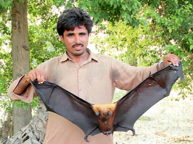 similar to the megabats that came last year above a new breed of megabats have been sighted on the mango and date trees in the katcha area of piryalo photos file similar to the megabats that came last year above a new breed of megabats have been sighted on the mango and date trees in the katcha area of piryalo photos file