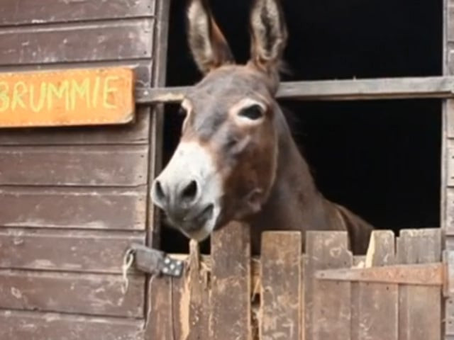 owner of real donkeys has been studying the animals for more than 20 years screengrab owner of real donkeys has been studying the animals for more than 20 years screengrab