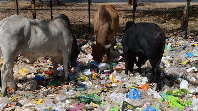 indian cows eat from a pile of roadside trash in gandhinagar capital of western india 039 s gujarat state photo afp indian cows eat from a pile of roadside trash in gandhinagar capital of western india 039 s gujarat state photo afp