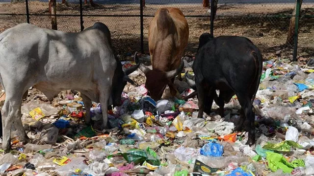 indian cows eat from a pile of roadside trash in gandhinagar capital of western india 039 s gujarat state photo afp indian cows eat from a pile of roadside trash in gandhinagar capital of western india 039 s gujarat state photo afp