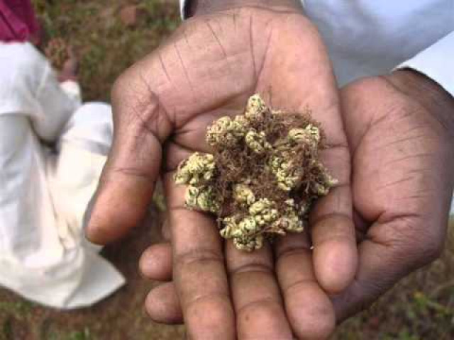 uttarakhand will spend 37 million of state money hunting the herb which is mentioned in hindu text ramayana photo youtube video uttarakhand will spend 37 million of state money hunting the herb which is mentioned in hindu text ramayana photo youtube video