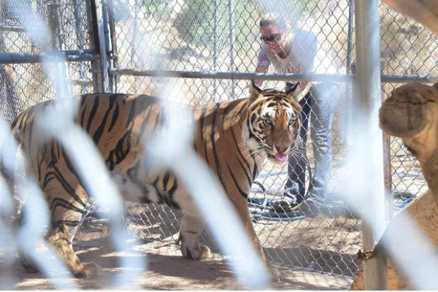 a mixed siberian bengali tiger named kuba roams his enclosure upon return to the wildlife waystation in sylmar california on july 27 2016 photo afp a mixed siberian bengali tiger named kuba roams his enclosure upon return to the wildlife waystation in sylmar california on july 27 2016 photo afp