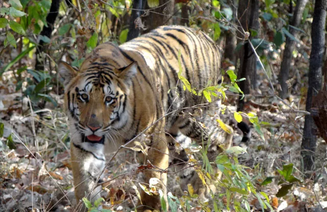 in this photograph taken on march 10 2012 indian tiger 039 jai 039 walks through woods at the umred karhandla wildlife sanctuary some 80kms south east of nagpur in the western indian state of maharashtra photo afp in this photograph taken on march 10 2012 indian tiger 039 jai 039 walks through woods at the umred karhandla wildlife sanctuary some 80kms south east of nagpur in the western indian state of maharashtra photo afp