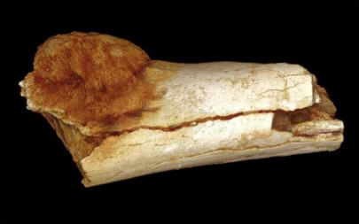 scientists find cancer in million year old fossil