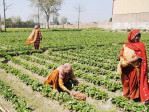 sindh delays 45 agri income tax