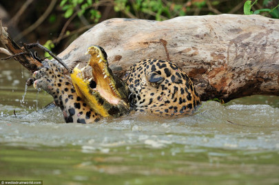 in pictures a jaguar and crocodile battle it out in brazil