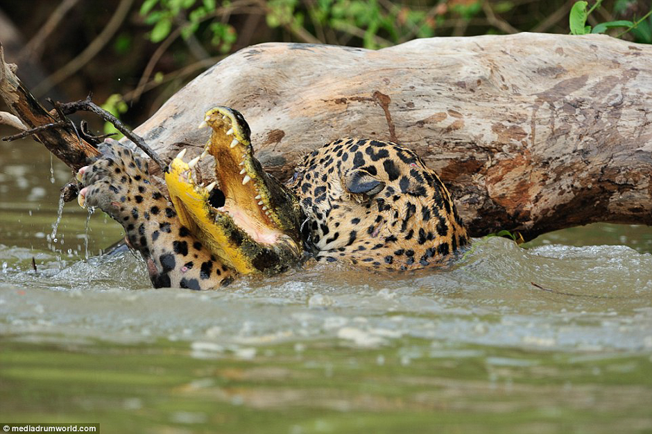 the jaguar is largely a solitary opportunistic stalk and ambush apex predator but this time it is caught attacking the smaller predator before seemingly dragging it off to eat photo