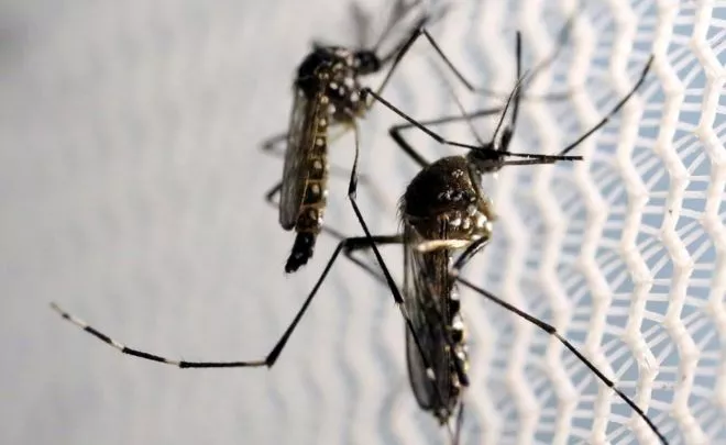 the zika virus is spread by the aedes aegypti mosquito photo reuters the zika virus is spread by the aedes aegypti mosquito photo reuters