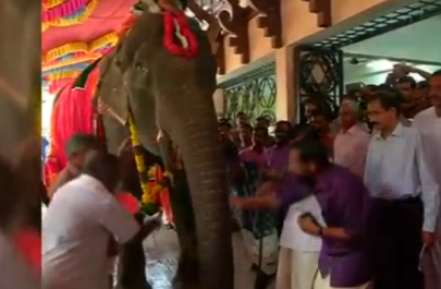 india honours grandma elephant in special ceremony india honours grandma elephant in special ceremony