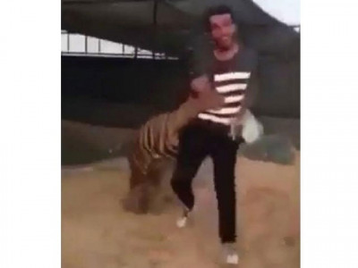 pet tiger attacks owner s friend in saudi arabia pet tiger attacks owner s friend in saudi arabia