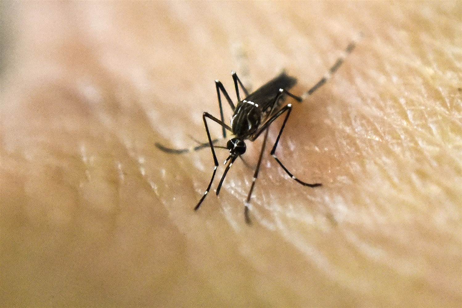 the zika virus is spread by the aedes aegypti mosquito photo ap