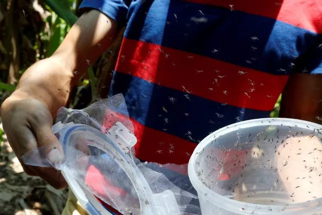 a researcher releases male mosquitos on shazai island which has a field studio of sun yat sen university michigan state university joint center of vector control for tropical disease the world s largest quot mosquito factory quot which breeds millions of bacteria infected mosquitoes in the fight against the spread of viruses such as dengue and zika in guangzhou china july 28 2016 photo reuters a researcher releases male mosquitos on shazai island which has a field studio of sun yat sen university michigan state university joint center of vector control for tropical disease the world s largest quot mosquito factory quot which breeds millions of bacteria infected mosquitoes in the fight against the spread of viruses such as dengue and zika in guangzhou china july 28 2016 photo reuters