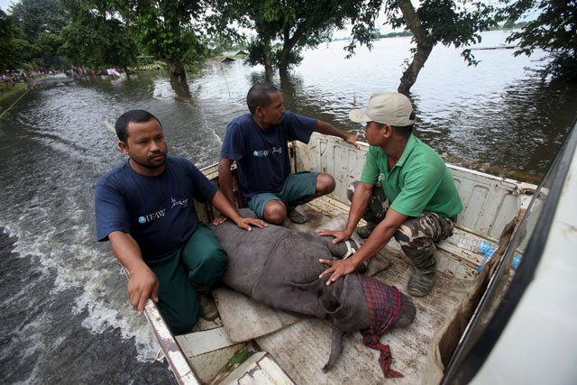 in this handout photo taken for the international fund for animal welfare wildlife trust of india on july 27 2016 a rescued infant rhino calf is transported to safety after being found by ifaw wti wildlife officials and volunteers in flood waters in the sildubi area of the bagori forest range of kaziranga national park in the northeastern indian state of assam photo afp