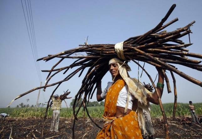 a woman carries a bundle of cut sugarcane on her head as farmers harvest a field outside gove village in satara district about 260km 161 miles south of mumbai may 10 2011 photo reuters