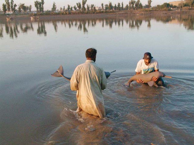 masood lohar says the delta which is hub of biodiversity has been destroyed photo file