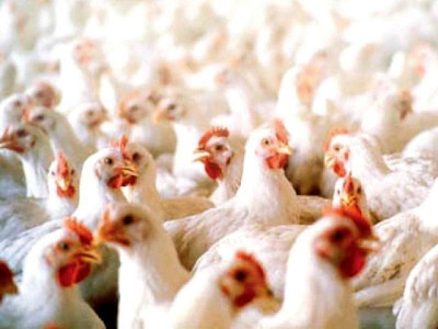 poultry sector demands subsidy of rs20 per kg poultry sector demands subsidy of rs20 per kg