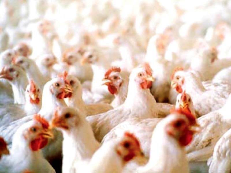 poultry sector demands subsidy of rs20 per kg