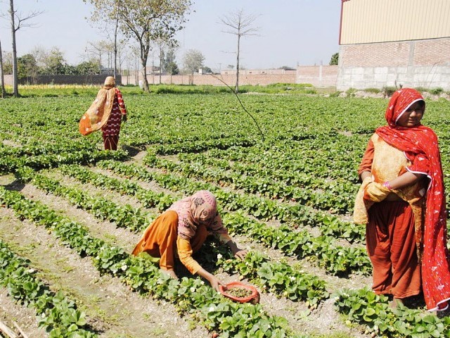 in pakistan the harassment act 2010 does provide space for agriculture workers to find relief in case of harassment at workplace photo express