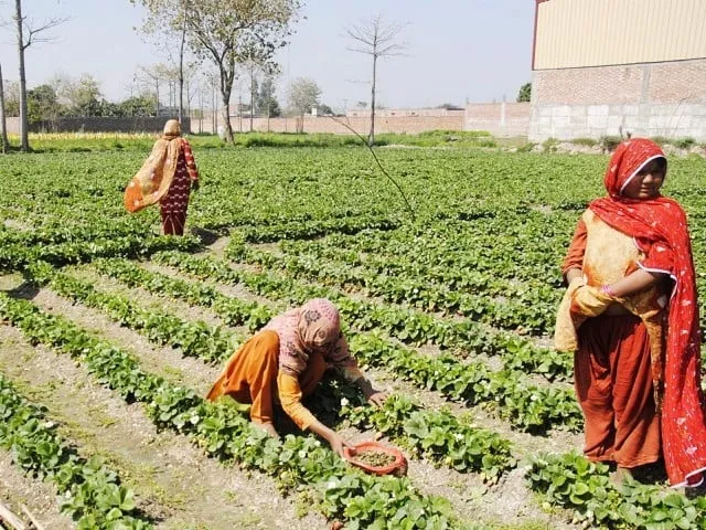 in pakistan the harassment act 2010 does provide space for agriculture workers to find relief in case of harassment at workplace photo express in pakistan the harassment act 2010 does provide space for agriculture workers to find relief in case of harassment at workplace photo express