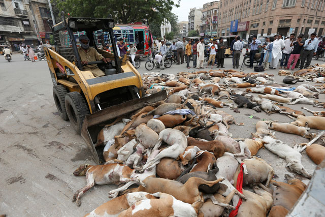 a municipal worker uses a loader to remove the bodies of stray dogs after they were culled using poison by the municipality in karachi august 4 2016 photo reuters